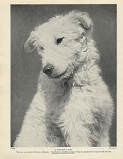 Kuvasz head study for sale  COLEFORD