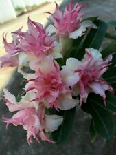 Double white pink for sale  Ravensdale
