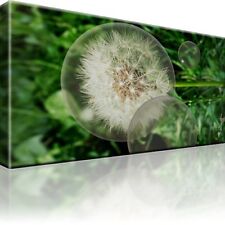 Löwenzahn blume pusteblume gebraucht kaufen  Deutschland