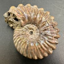 Fossil ammonite otohoplites usato  Italia