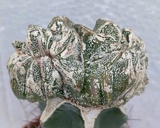 Astrophytum myriostigma hakuun usato  Lecce
