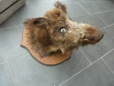 Wildschwein kopf präparat gebraucht kaufen  Wietmarschen