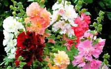 hollyhocks for sale  NEWPORT