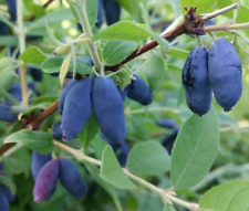 Seeds honeyberry blue for sale  Heath