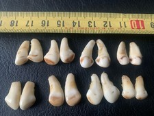 Set hirsch grandeln gebraucht kaufen  Coesfeld