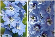 Large delphinium magic for sale  SCUNTHORPE