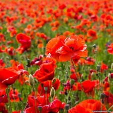 English poppy papaver for sale  READING