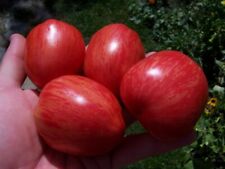 Don juan tomate gebraucht kaufen  Versand nach Germany