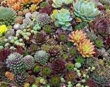 Pack sempervivum mixed for sale  UK