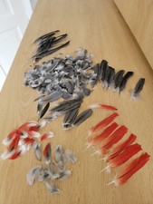 Months moulted real for sale  BURNLEY
