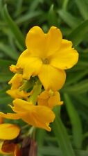 Goldlack erysimum cheiri gebraucht kaufen  Stühlingen
