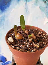 clivia gebraucht kaufen clivia gebraucht kaufen Ochtrup