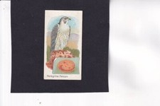 Gossage british birds for sale  CHELMSFORD