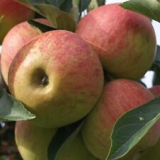 Elstar süß aromatisch gebraucht kaufen  Detmold