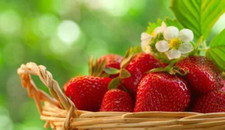 Fraises saisons fraise d'occasion  Expédié en France