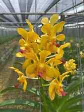 Rare vanda lamellata for sale  HALSTEAD