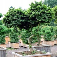 Hillier bonsai ulme gebraucht kaufen  Versand nach Germany