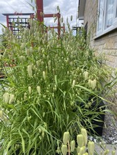 Greater quaker oat for sale  PICKERING