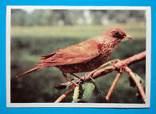 Figurina panini animali usato  Maranello