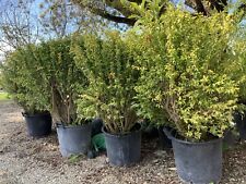 Melograno nano bonsai usato  San Biagio di Callalta
