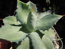 Agave potatorum becky for sale  Encinitas