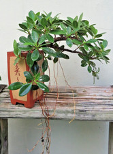 1 4 tree fig for sale 1 4 tree fig for sale Miami