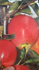 4ft jonagold apple for sale  UK