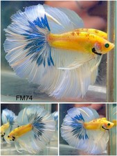 Male betta live for sale  Clemmons