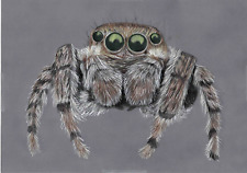 Original coloured pencil for sale  SOUTHSEA