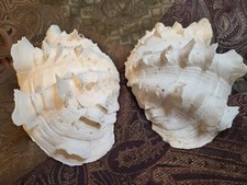 Giant tridacna squamosa for sale  Wichita Falls