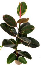 Gummibaum ficus belize gebraucht kaufen  Gronau