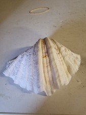 clam shell for sale clam shell for sale LAURENCEKIRK