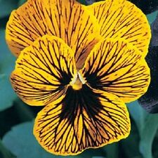 30+ Sementes de flores perenes/olho de tigre de anjo viola comprar usado  Enviando para Brazil