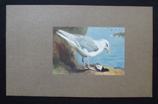 Vintage print glaucous for sale  HAYLING ISLAND