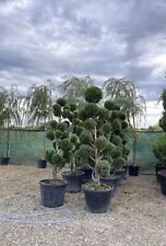 Evergreen patio trees for sale  GREENFORD
