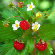 Strawberry plug plants for sale  LONDON