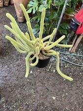 hanging plant indoor plant for sale hanging plant indoor plant for sale Oceanside
