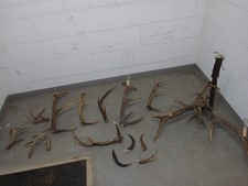 Abwurfstangen geweih rotwild gebraucht kaufen Abwurfstangen geweih rotwild gebraucht kaufen  Jülich