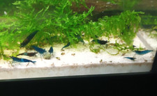 Lot crevettes blue d'occasion  Frouard