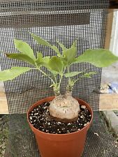 Cussonia paniculata ssp for sale  Gilroy