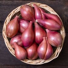 Shallot roylei cv. d'occasion  Les Ollières-sur-Eyrieux