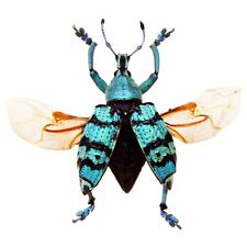 Eupholus chevrolati weevil for sale  Sahuarita
