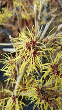 Hamamelis intermedia pallida d'occasion  Mont-près-Chambord