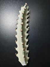 Euphorbia lactea tall for sale  USA