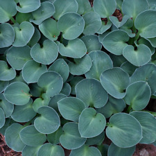 Hosta blue mouse for sale  UK