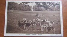 Tierpark putbus rügen gebraucht kaufen  Greifswald-Alte Stadtteile