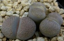 Lithops localis peersii for sale  FRESHWATER