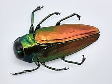 Buprestidae belionota sumptuos gebraucht kaufen  Wadern