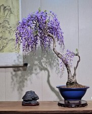 wisteria bonsai for sale wisteria bonsai for sale FELIXSTOWE