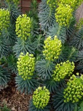 Euphorbia characias wulfenii for sale  CRANBROOK